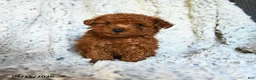 Toy Poodle dogs for sale: Butterscotch - Ad 5