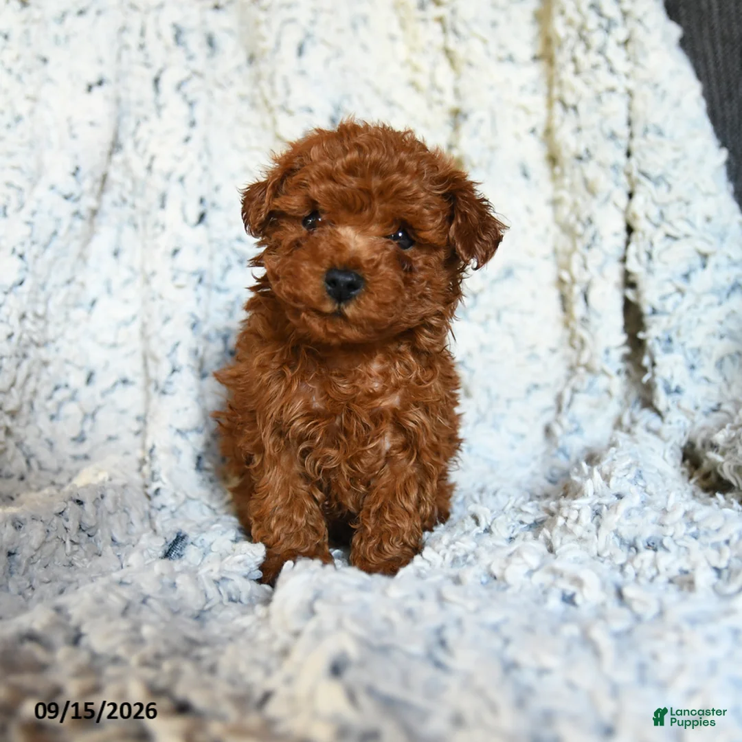 Toy Poodle dogs for sale: Butterscotch - Ad 5