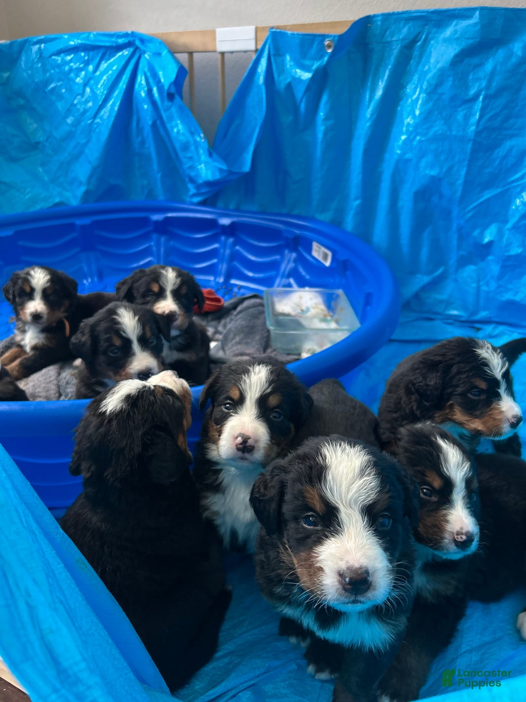 Bernese Mountain Dog dogs for sale: Bernese Mountain Dog Puppy 2 - Ad 4