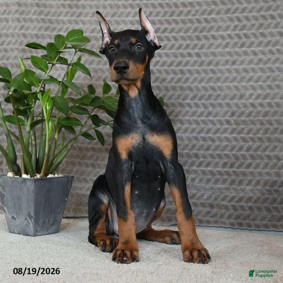 Doberman Pinscher dogs Willow - Ad 1