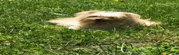 Mixed Breed dogs for sale: Mixed Breed 1 - Ad 2