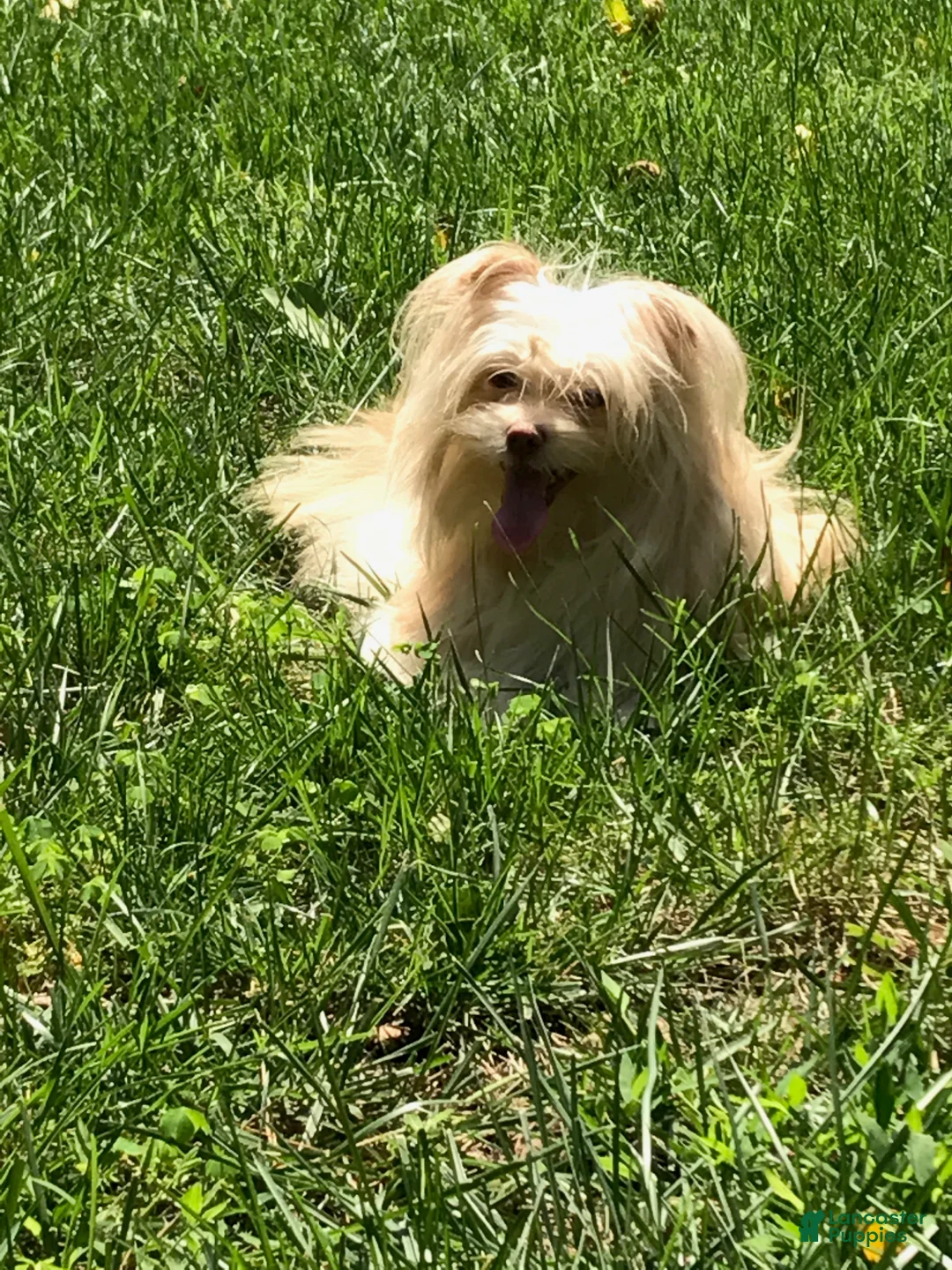 Mixed Breed dogs for sale: Mixed Breed 1 - Ad 2