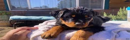 Rottweiler dogs for sale: Poseidon - Ad 23