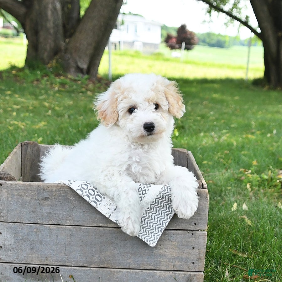 Bichpoo dogs Jenni - Ad 1