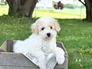Bichpoo dogs for sale: Jenni - Ad 2