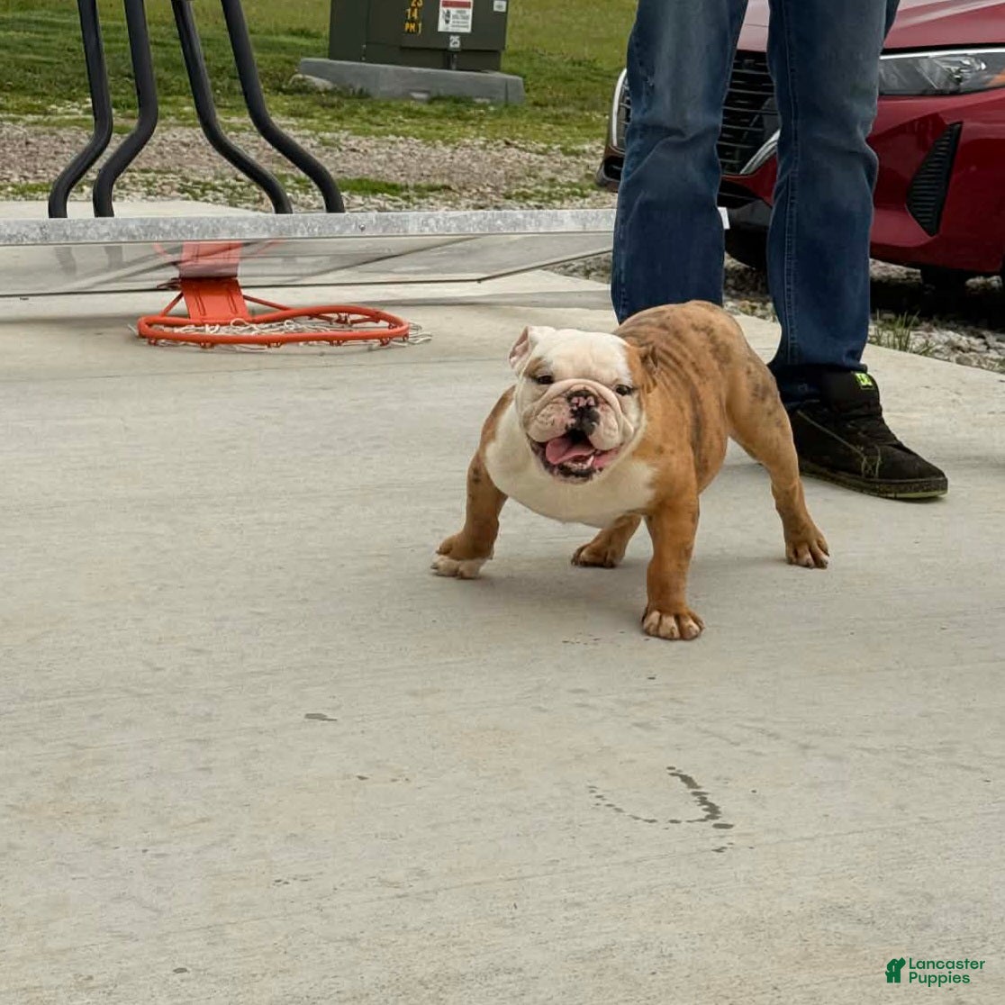 English Bulldog dogs Ambition  - Ad 2