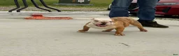 English Bulldog dogs for sale: Ambition  - Ad 2