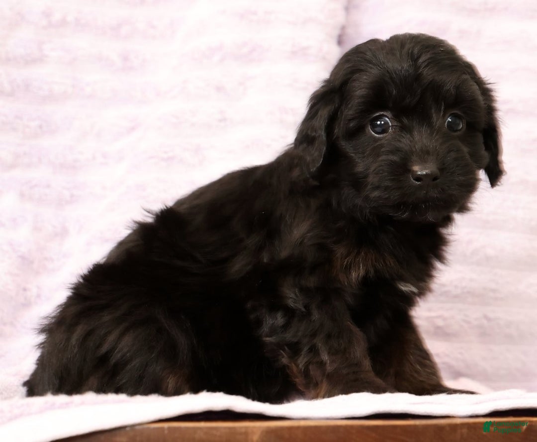 Mini Aussiedoodle dogs for sale: Sadie - Ad 3
