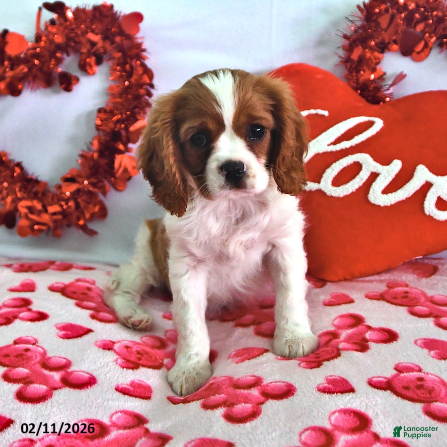 Cavalier King Charles Spaniel dogs Princess - Ad 2