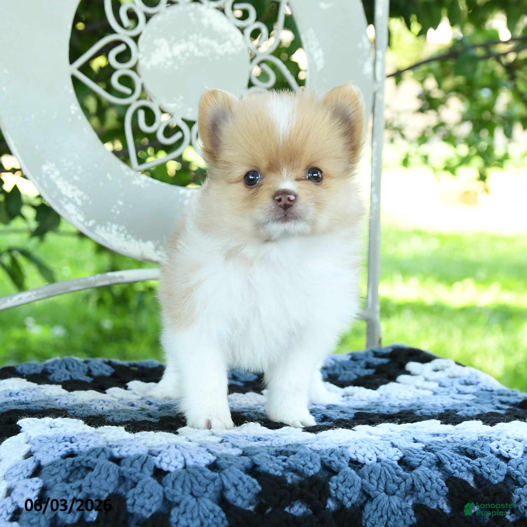 Pomeranian dogs for sale: Poppy - Ad 3