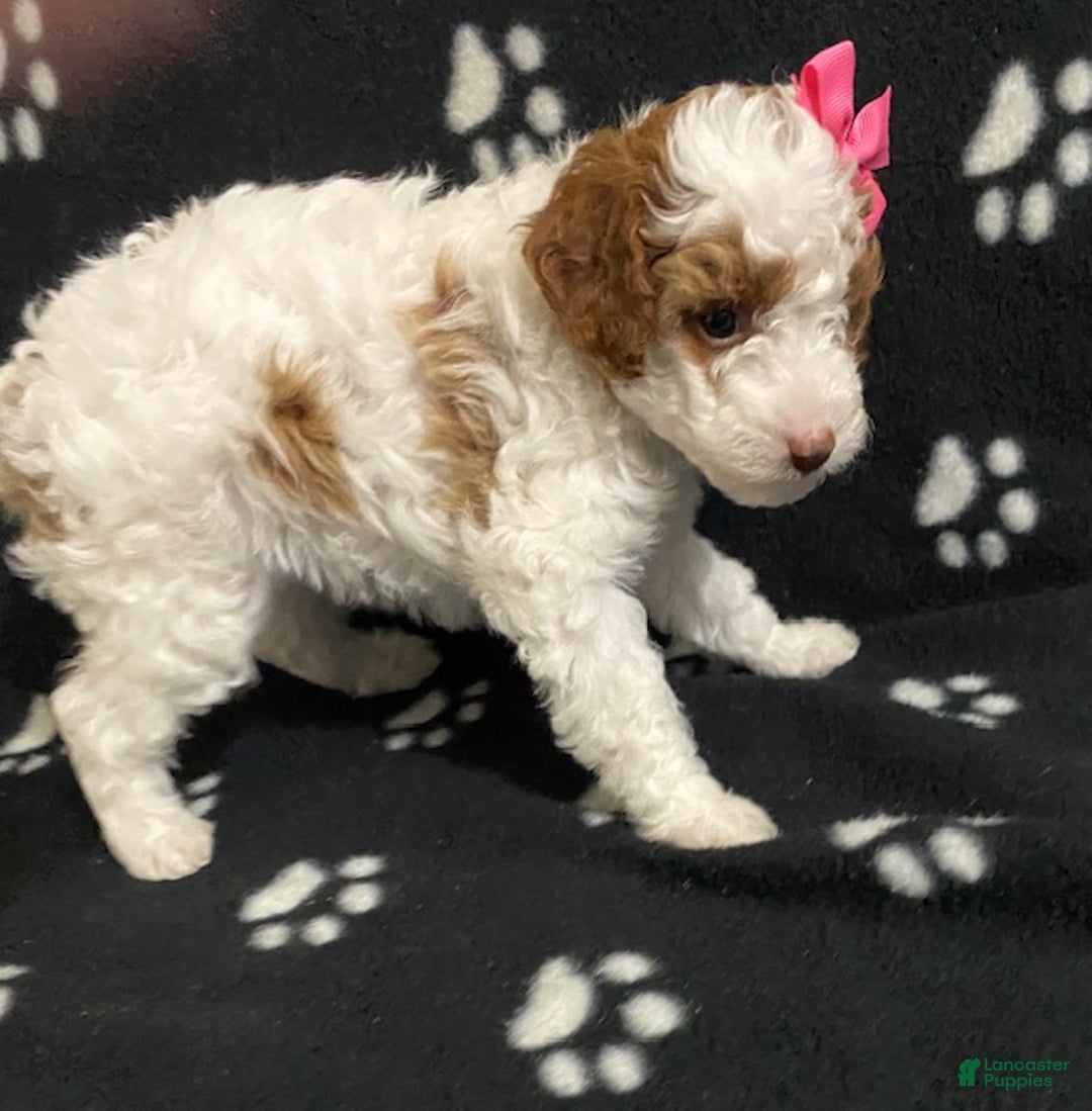 Miniature Poodle dogs for sale: Bella - Ad 3