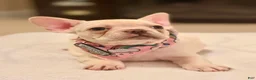 French Bulldog dogs for sale: 7 - Lilac Cream Female - Ad 1