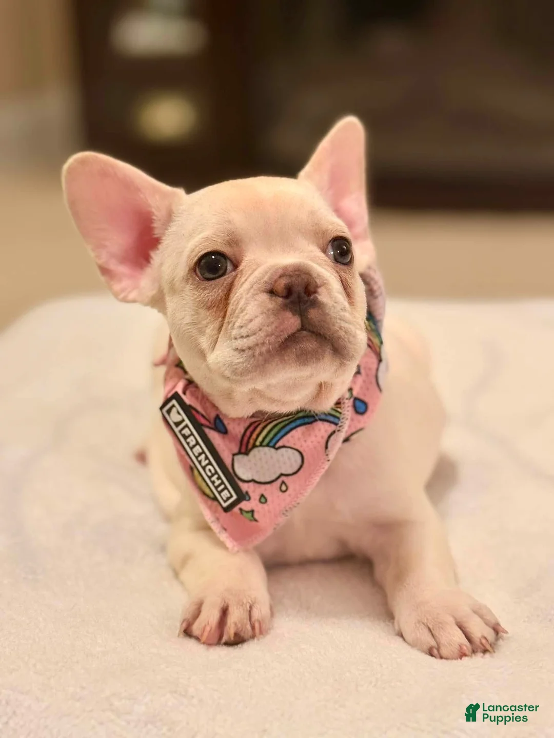 French Bulldog dogs for sale: 7 - Lilac Cream Female - Ad 1