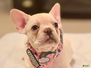 French Bulldog dogs 7 - Lilac Cream Female - Ad 42