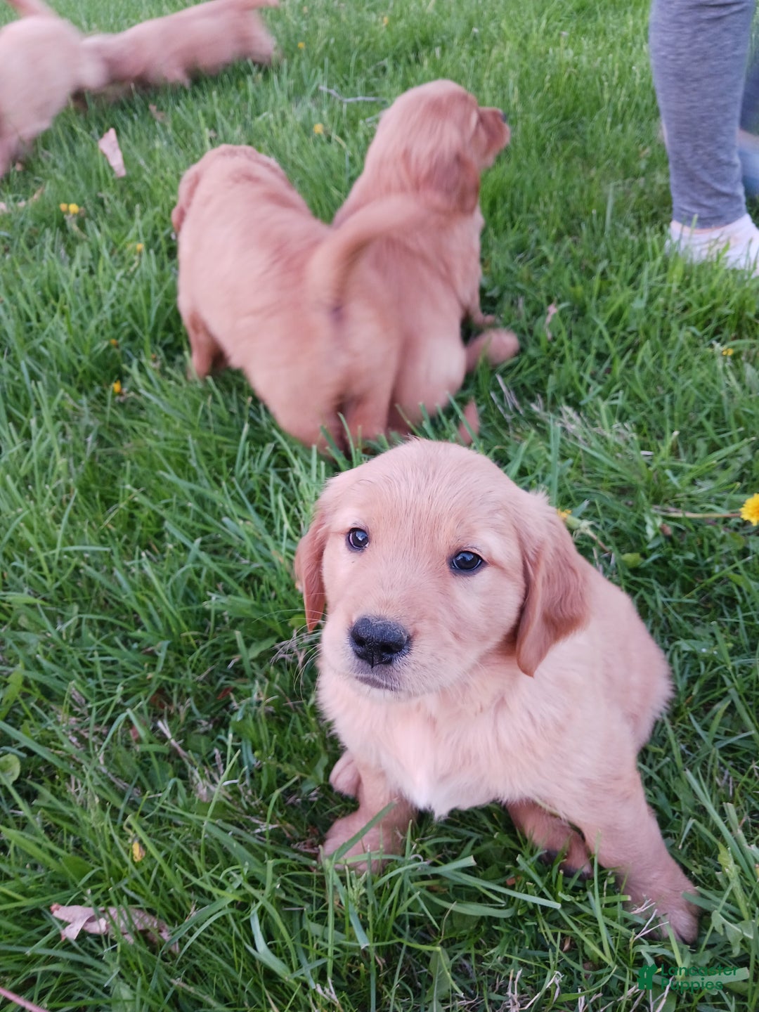 Golden Retriever dogs for sale: Sherman - Ad 2