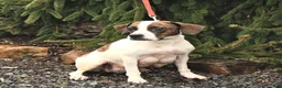 Mixed Breed dogs for sale: Betsy - Ad 6