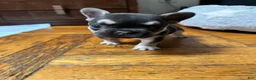 French Bulldog dogs for sale: Charlie Brown - Ad 2