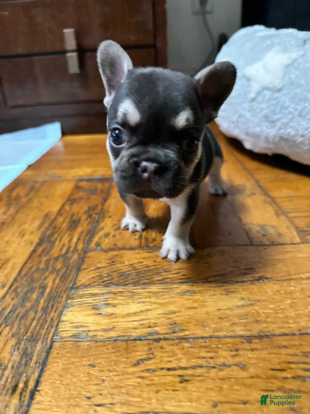 French Bulldog dogs for sale: Charlie Brown - Ad 2