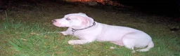 American Pit Bull Terrier dogs for sale: Cowboy - Ad 18