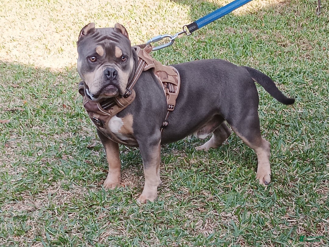 American Bully dogs for sale: Tigris - Ad 4