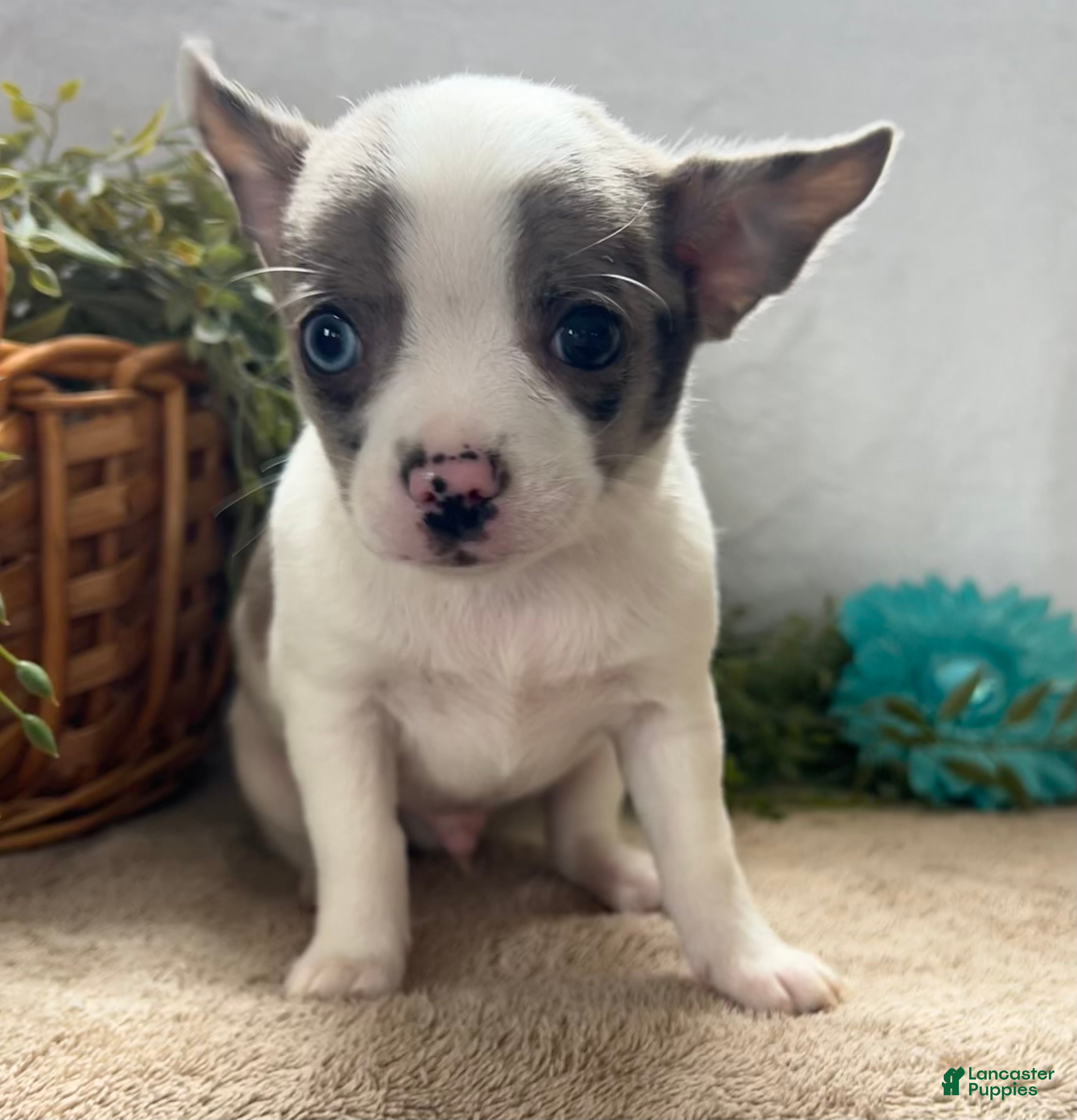 Chihuahua dogs Jack - Ad 1