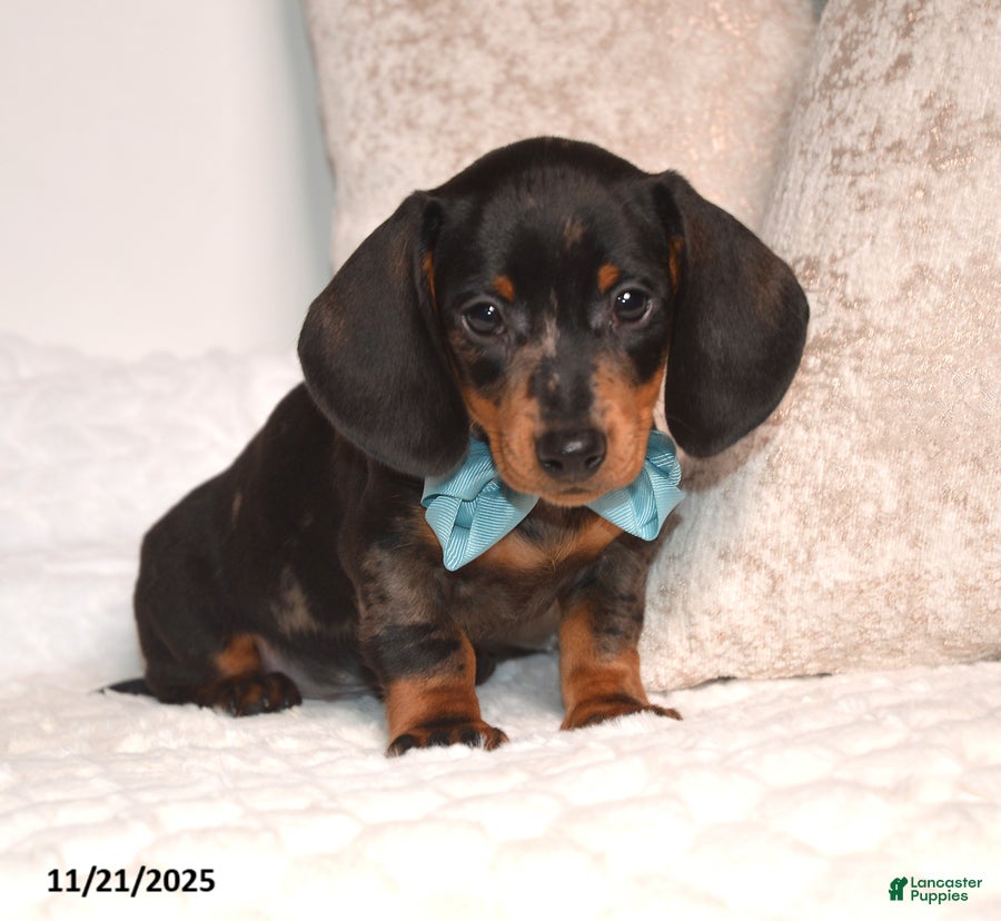 Miniature Dachshund dogs Nipper - Ad 34