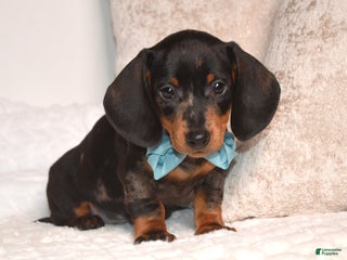 Miniature Dachshund dogs Nipper - Ad 28