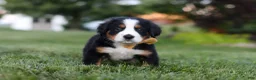 Bernese Mountain Dog dogs for sale: Denali - Ad 6