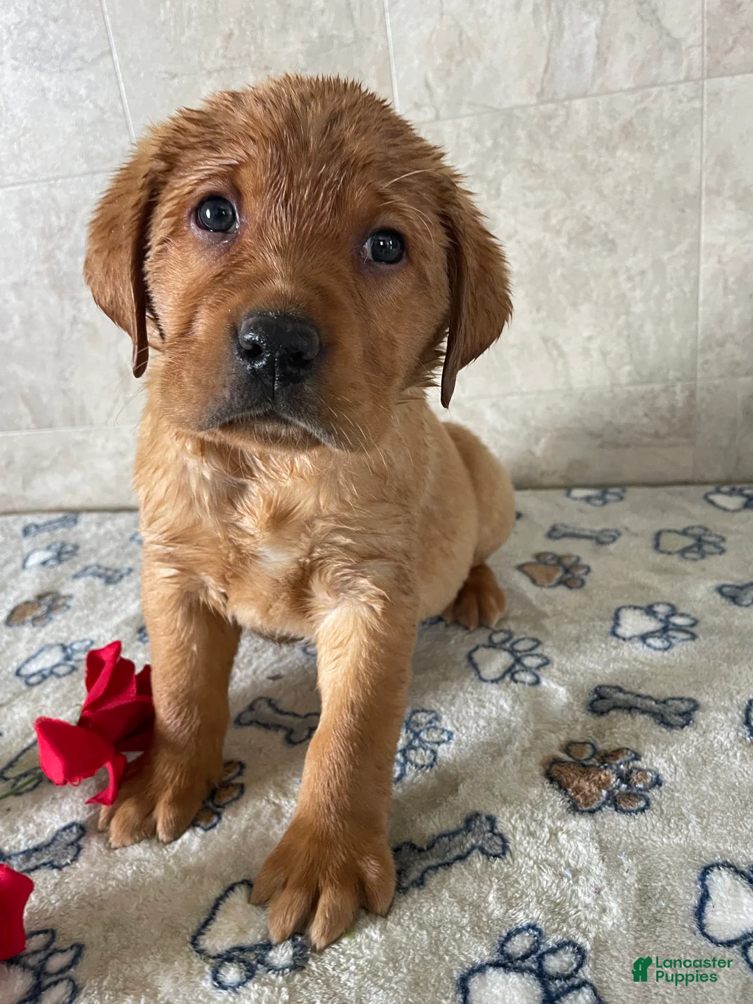 Labrador Retriever dogs for sale: Bo - Ad 3