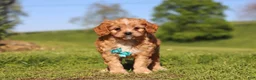 Cavapoo dogs for sale: Percy - Ad 10