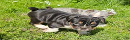 Mixed Breed dogs for sale: Big Chunk Black Tri Boy - Ad 3