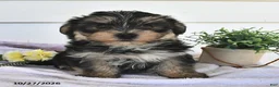 Morkie dogs for sale: Mor  - Ad 3