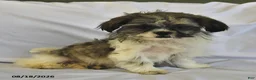 Shih Tzu dogs for sale: Mary Beth - Ad 5
