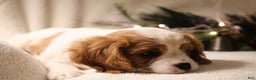 Cavalier King Charles Spaniel dogs for sale: Leo - Ad 4