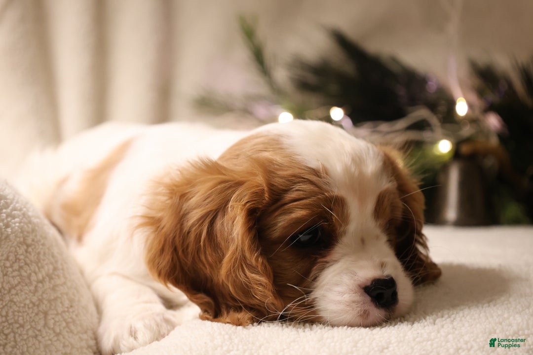 Cavalier King Charles Spaniel dogs for sale: Leo - Ad 4