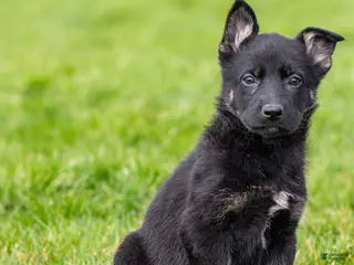 German Shepherd dogs for sale: Stormy German Shepherd Puppy - Ad 4