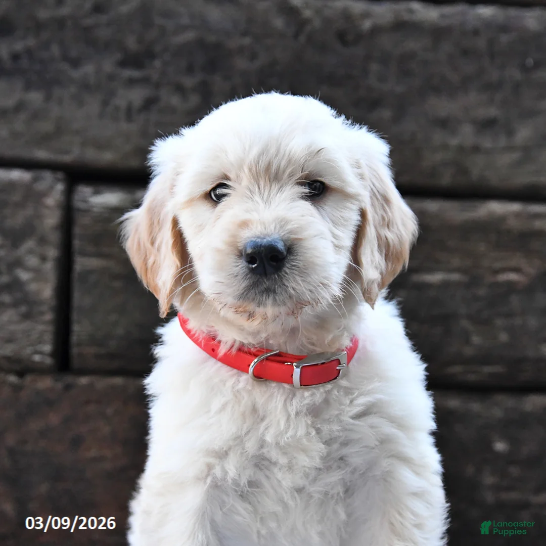 Goldendoodle dogs for sale: Buster - Ad 2