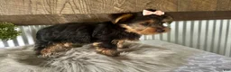 Yorkshire Terrier dogs for sale: Ellie - Ad 4