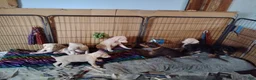 Doberman Pinscher dogs for stud: Black Diamond Prince Carbonado - Ad 3