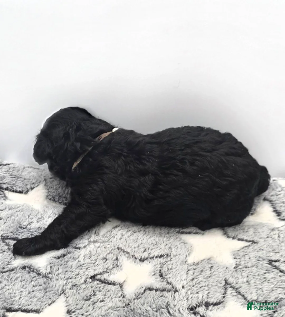 Miniature Poodle dogs for sale: Gelato - Ad 8