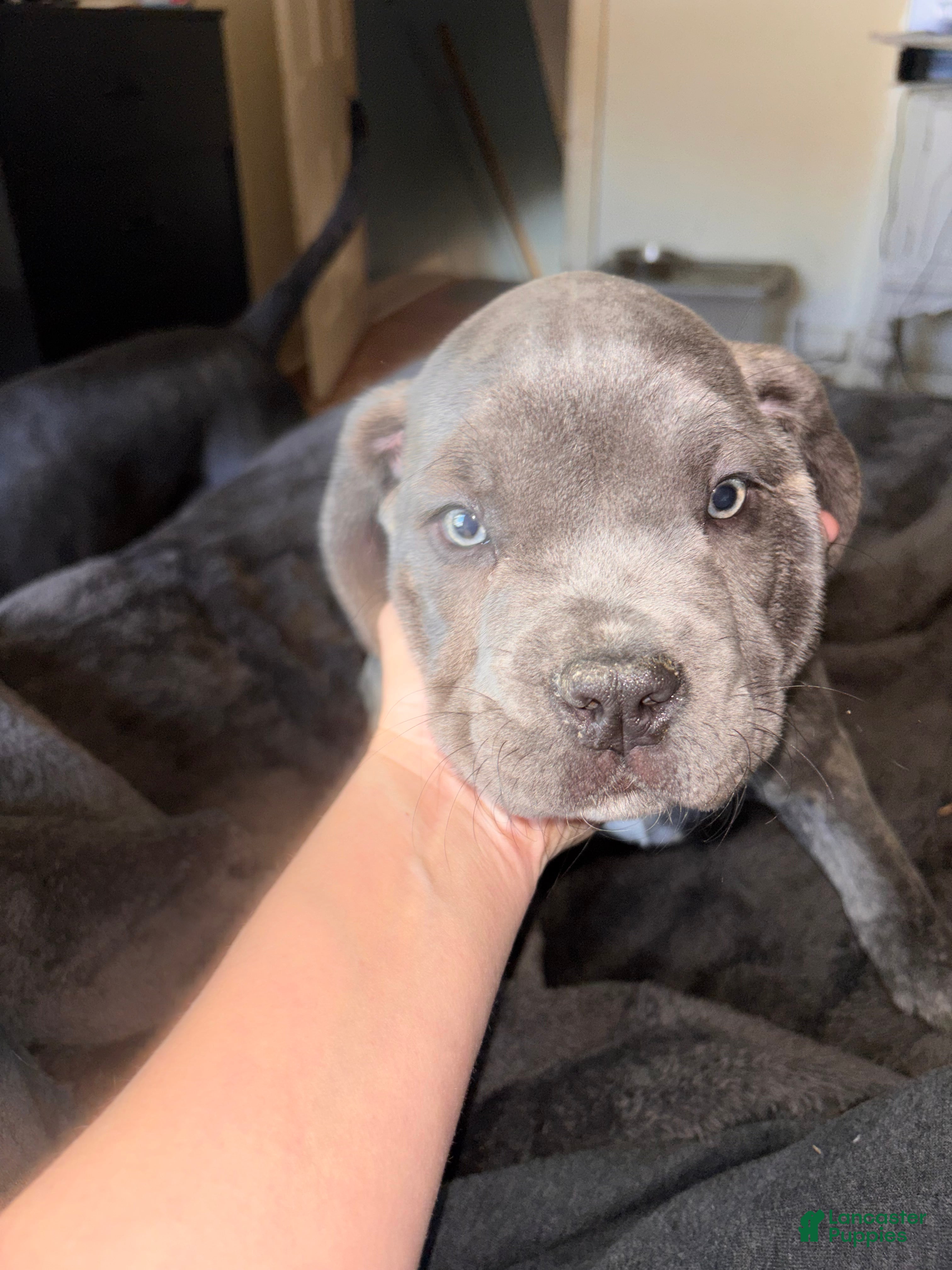 Cane Corso dogs Aries - Ad 41