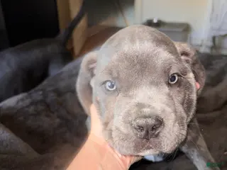 Cane Corso dogs Aries - Ad 41