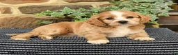 Cockapoo dogs for sale: Mocha - Ad 4