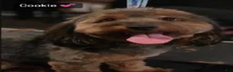 Yorkiepoo dogs for sale: Dream - Ad 3