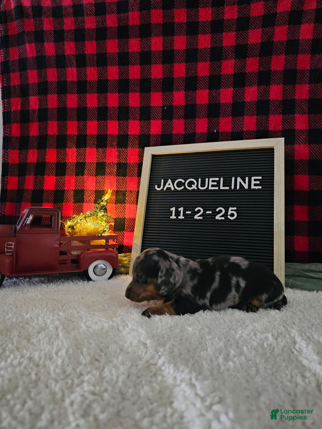 Miniature Dachshund dogs for sale: Jacqueline - Ad 9