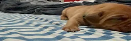 Dogue De Bordeaux dogs for sale: Dogue De Bordeaux Puppy 6 - Ad 2
