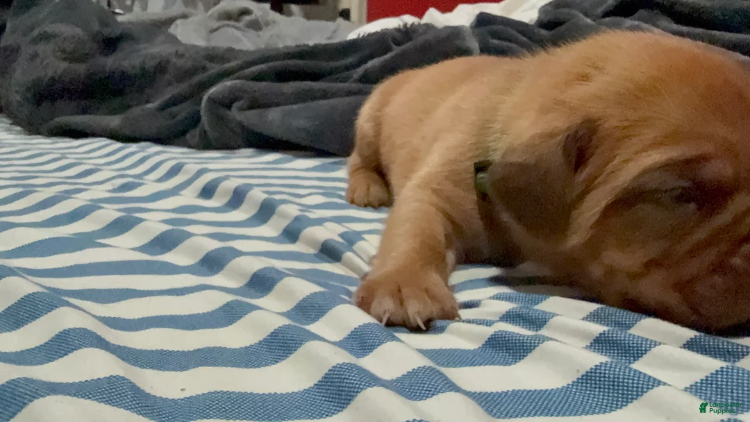 Dogue De Bordeaux dogs for sale: Dogue De Bordeaux Puppy 6 - Ad 2