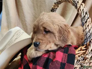 Golden Retriever dogs Rascal - Ad 21