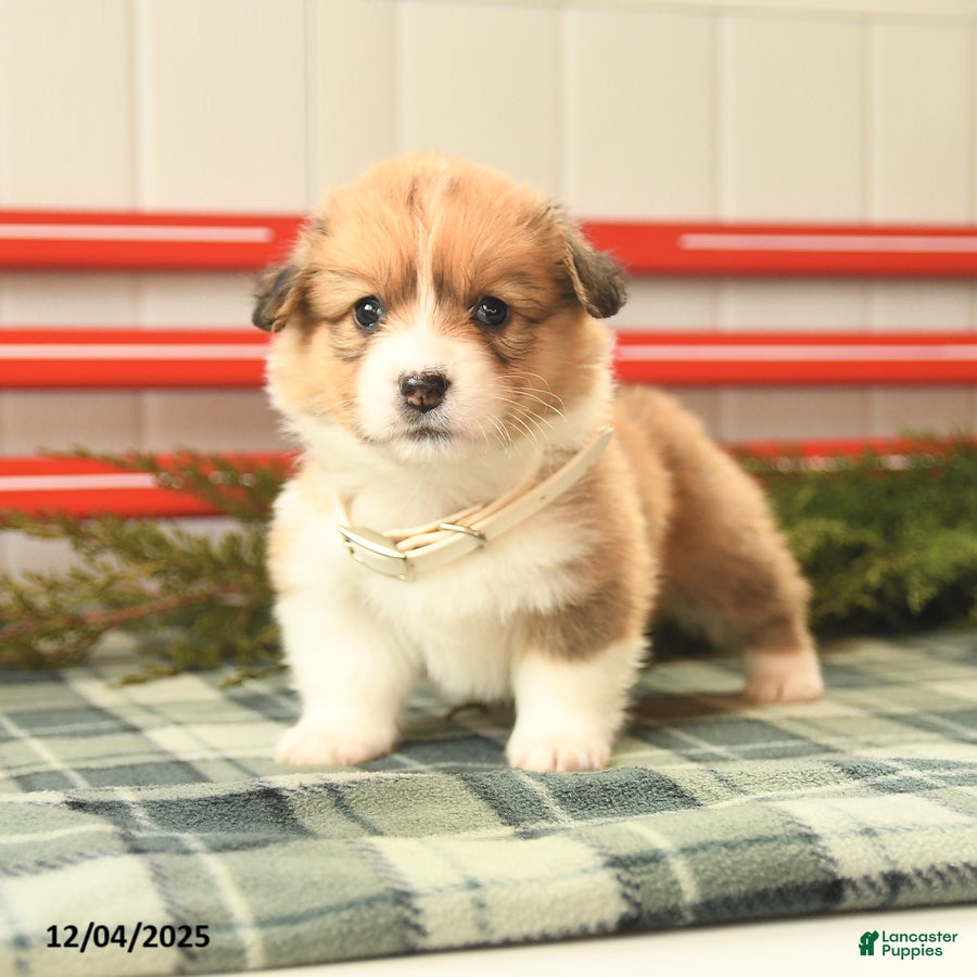 Welsh Corgi Pembroke dogs Fluffy Frost  - Ad 6