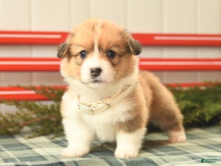 Welsh Corgi Pembroke dogs Frost - Ad 14